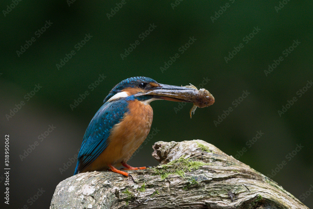 Fototapeta premium Eisvogel mit Fisch