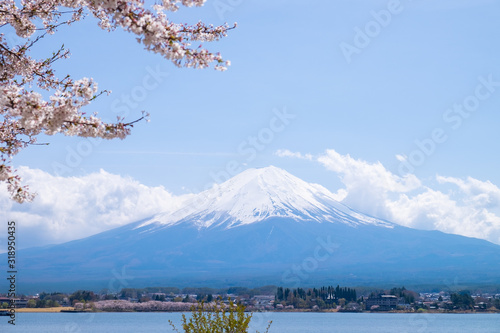 Fuji mountain with snow cap with cherry blossom branches.