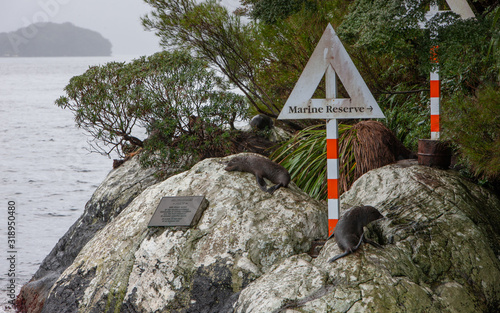 Seals and sign at Doubtfull Sound. Fjordland New Zealand. South Island. photo