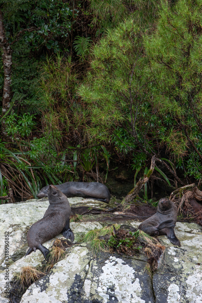 Seals at Doubtfull Sound. Fjordland New Zealand. South Island. Seals at Doubtfull Sound. Fjordland New Zealand. South Island.