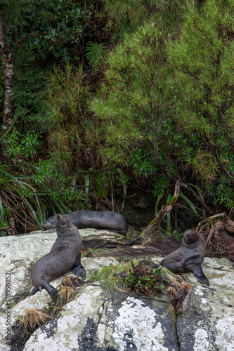 Seals at Doubtfull Sound. Fjordland New Zealand. South Island.