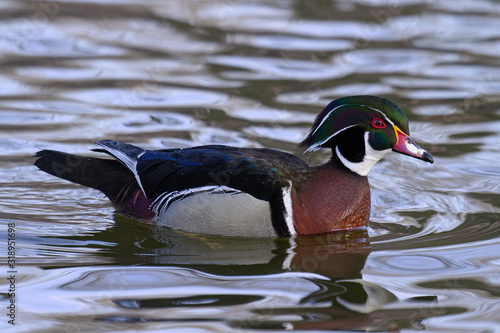 Waterfowl of Colorado. Colorful Wood Duck Floating in a Pond.