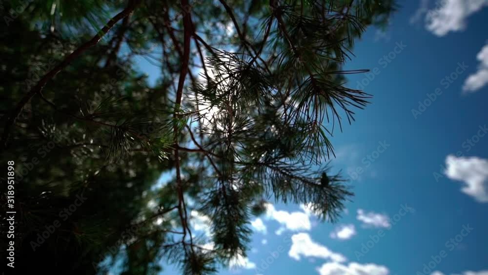 Bottom view, wind shakes coniferous tree branches. Cloudy sky on the background. Slow motion. Bottom view, wind shakes coniferous tree branches. Cloudy sky on the background. Slow motion.