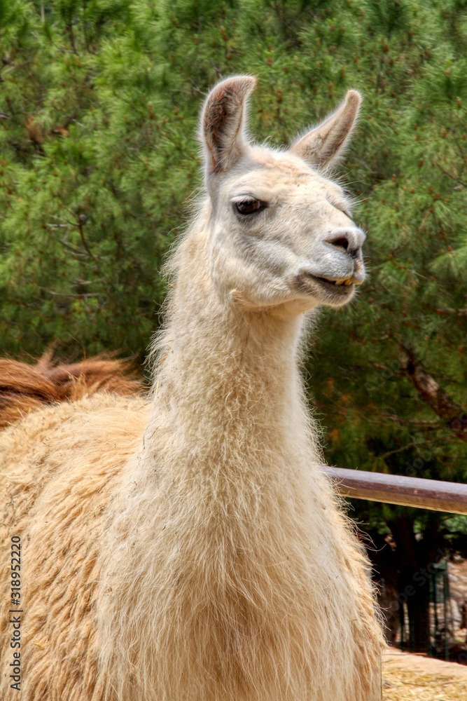 Portrait of a white llama