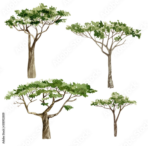 Watercolor Africa trees. Hand drawn illustration of nature Acacia, southern trees in the savannah for greeting card, postcard, template.