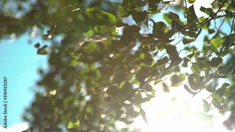 Bright sunlight shines through the leaves of the tree. Blue sky on the background. Bright sunlight shines through the leaves of the tree. Blue sky on the background.