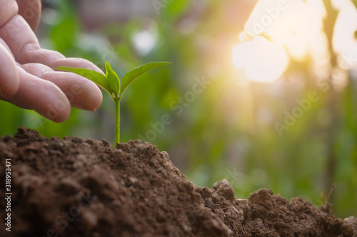 Hand touching is growing plant,Young plant in the morning light on ground background.Small plants on the ground in spring,Photo fresh and Agriculture concept idea.