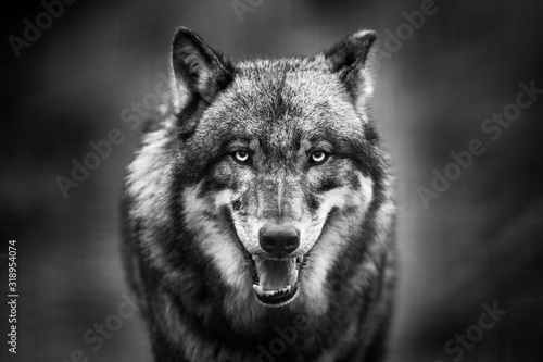  Scary dark gray wolf (Canis lupus)