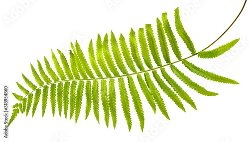 Adiantum caudatum fern green leaves( Tailed maidenhair fern, Walking maidenhair fern)isolated on white background,with clipping path.