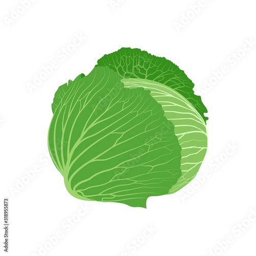 Cabbage with green leaves. Vegetarian nutrition. Organic ingredient for salad.