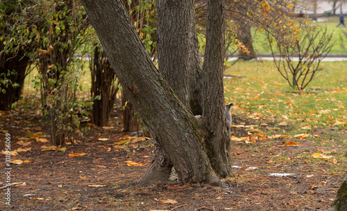 Squirrel on a tree