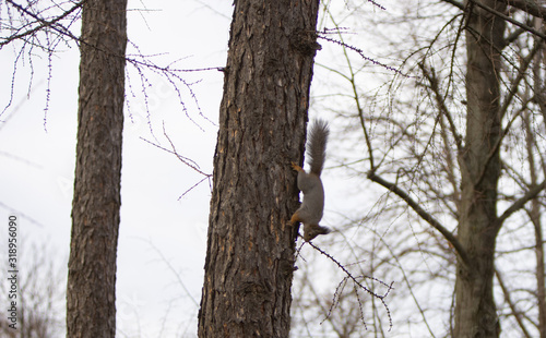 Squirrel on a tree