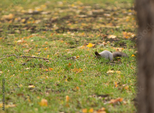 Squirrel in the grass
