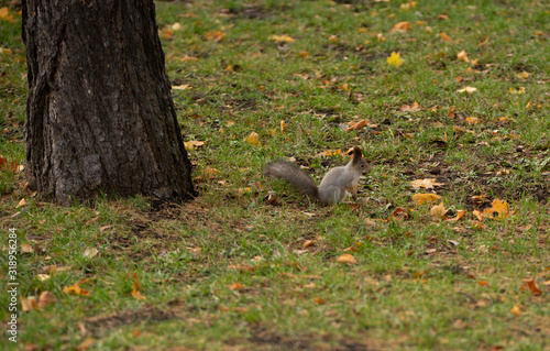 Squirrel in the grass