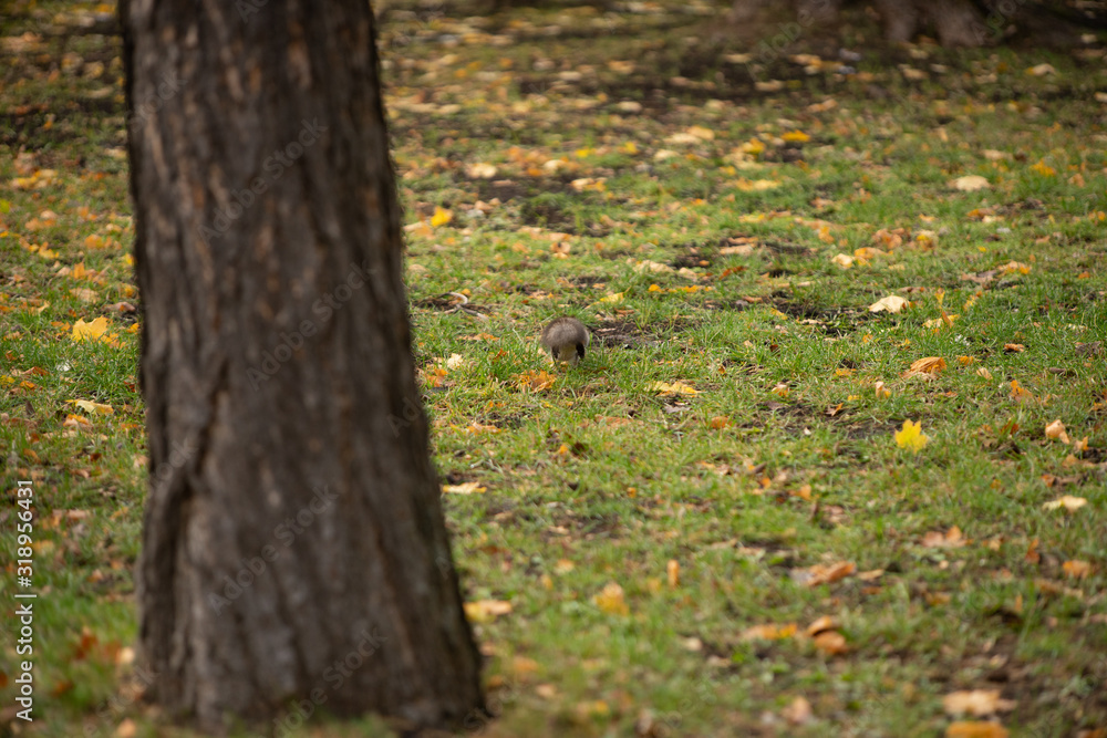 Squirrel in the grass Squirrel in the grass