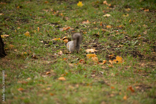 Squirrel in the grass