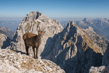 Stambecco in posa di fronte allo Jof Fuart, Alpi Giulie friulane. Foto scattata dal bivacco Luca Vuerich