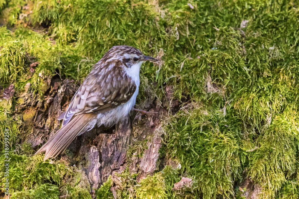 Fototapeta premium Treecreeper sitting on a mossy tree trunk