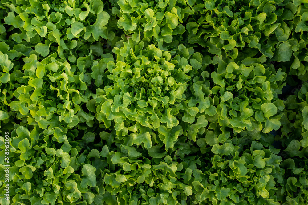 frillice iceberg, vitamin, agriculture, background, closeup, color, diet, eat, farm, farming, food, fresh, freshness, garden, green, green oak, head salad, health, healthy, hydroponic, ingredient, lac frillice iceberg, vitamin, agriculture, background, closeup, color, diet, eat, farm, farming, food, fresh, freshness, garden, green, green oak, head salad, health, healthy, hydroponic, ingredient, lac