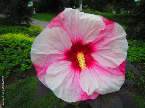 hibiscus