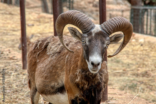 Portrait of a mouflon watching