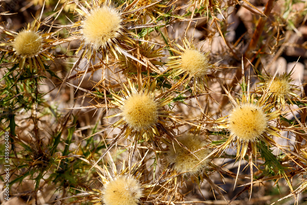 Beautiful thistle on an island in the Kornati archipelago Beautiful thistle on an island in the Kornati archipelago