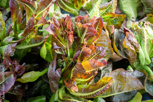 mixed salad in the Farm