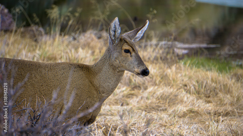 huemul