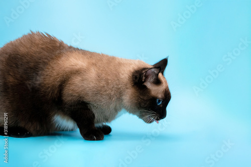 a full-length Siamese cat is sick on a blue background