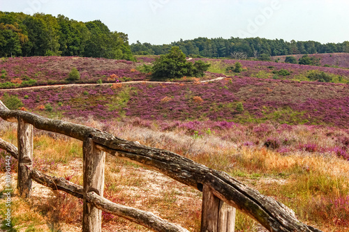 Flowering Calluna vulgaris (common heather or simply heather), Purple flowers on the hilly side field, Posbank, Veluwezoom National Park, Netherlands.