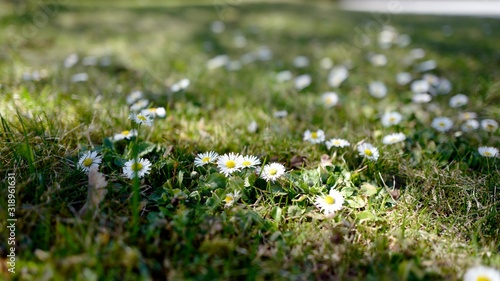 beautiful meadow with a lot of daisies