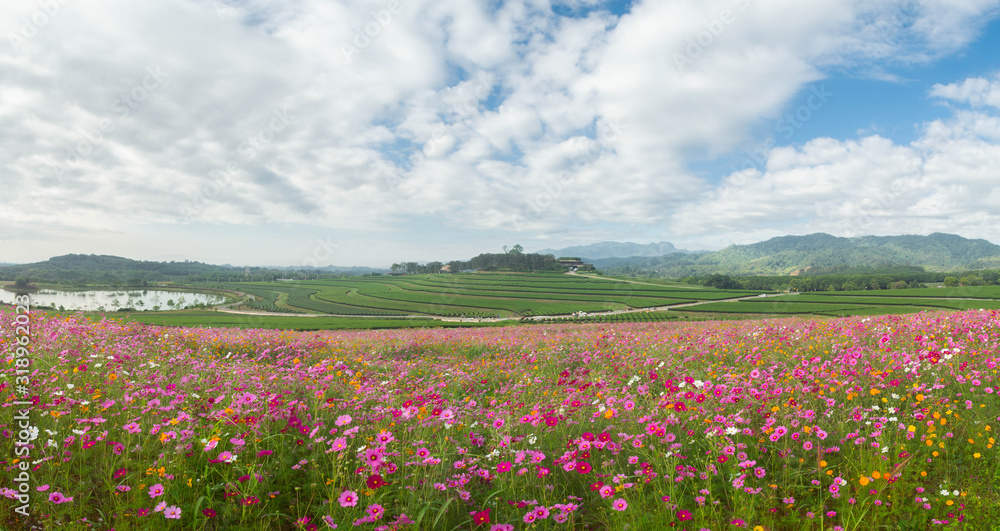 Flower fields and sky clouds Flower fields and sky clouds