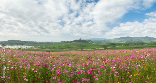 Flower fields and sky clouds