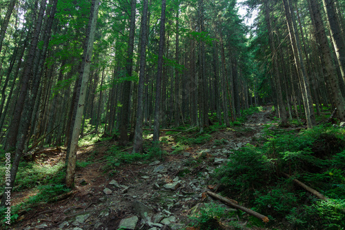 high trees pine forest mountain landscape rocky passage scenic nature environment summer morning time