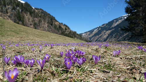 beautiful meadow with crocuses in the mountain