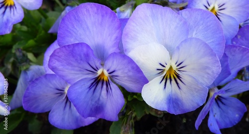 closeup of violet pansies
