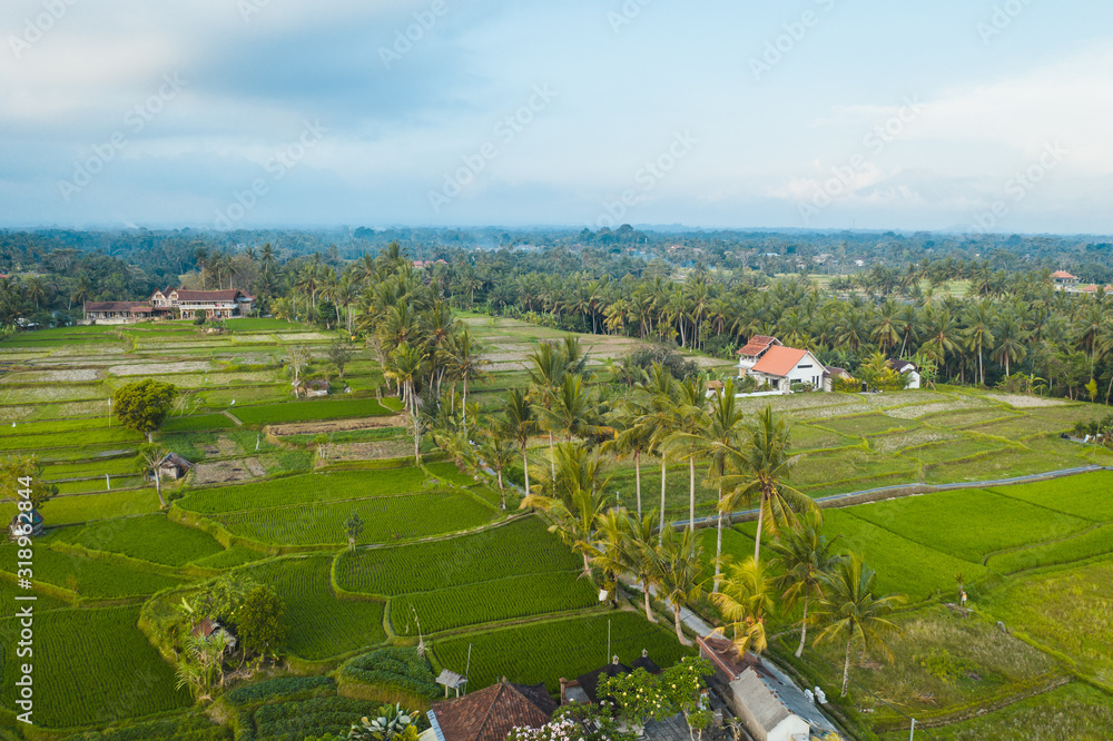Ubud path field