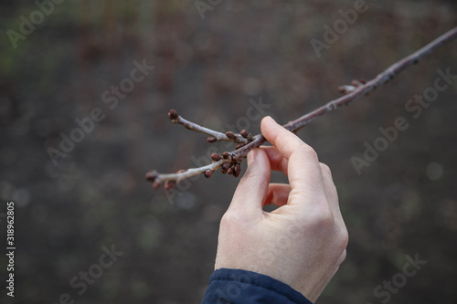 The hand of a white woman gardener holds a branch of fruit tree with swollen buds.