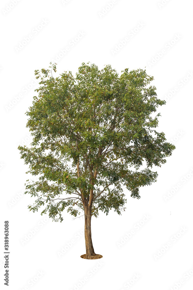 Fototapeta premium Tree