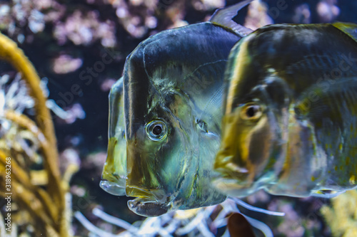 Close-up view of a group of Selene vomer photo