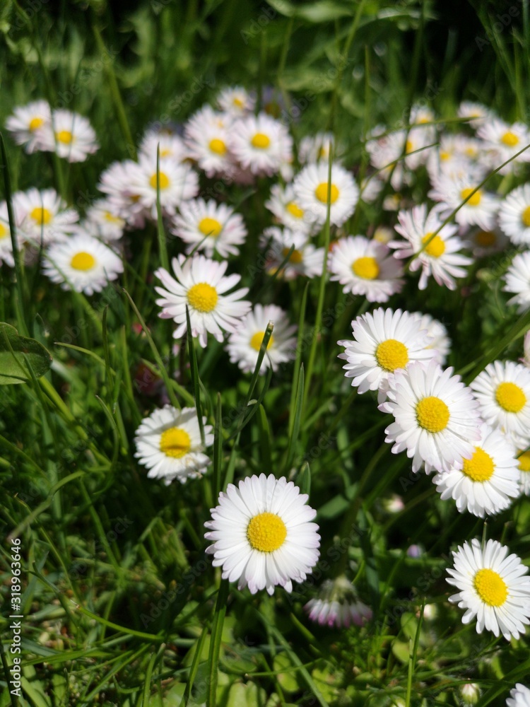 beautiful meadow with a lot of daisies beautiful meadow with a lot of daisies