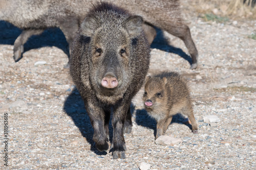 Baby Javelina at Fort Bowie National Historic Site