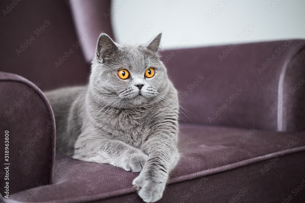 British Shorthair cat, charming kitty sitting on an armchair