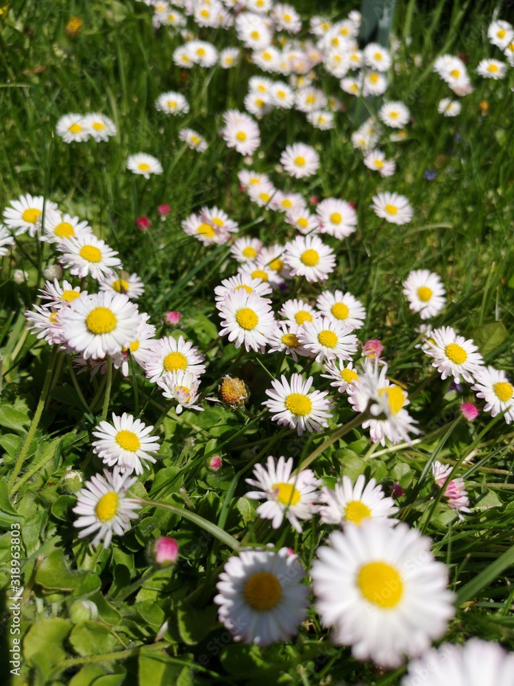 Fototapeta premium beautiful meadow with a lot of daisies