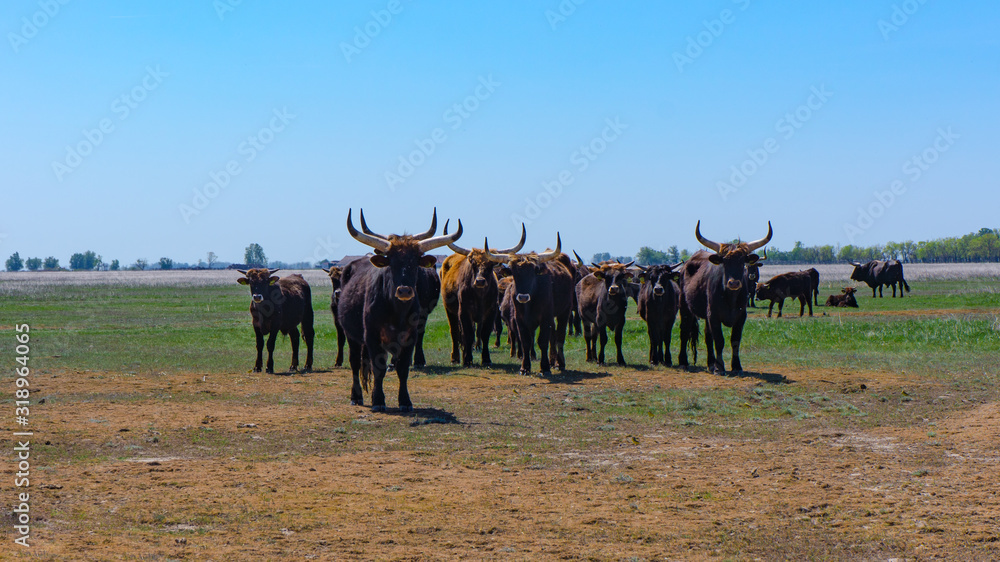 Aurochs stand in the field in the Hortobagy National Park in Hungary Aurochs stand in the field in the Hortobagy National Park in Hungary