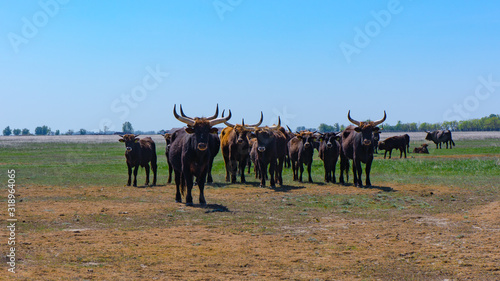 Aurochs stand in the field in the Hortobagy National Park in Hungary photo