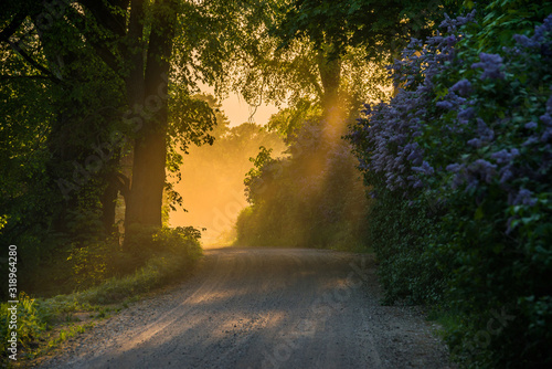 Magical sunlight shining through road dust, blooming lilacs, Latvia