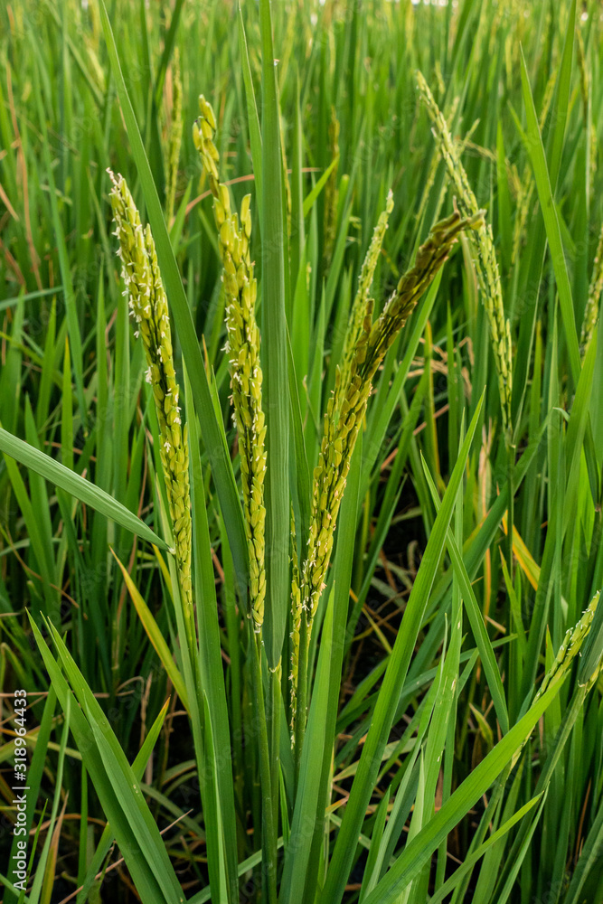 Rice spike in rice field of thailand. Rice spike in rice field of thailand.