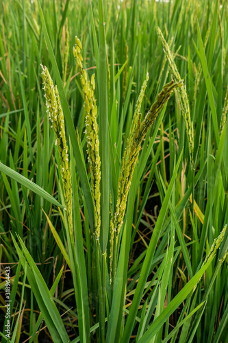 Rice spike in rice field of thailand.