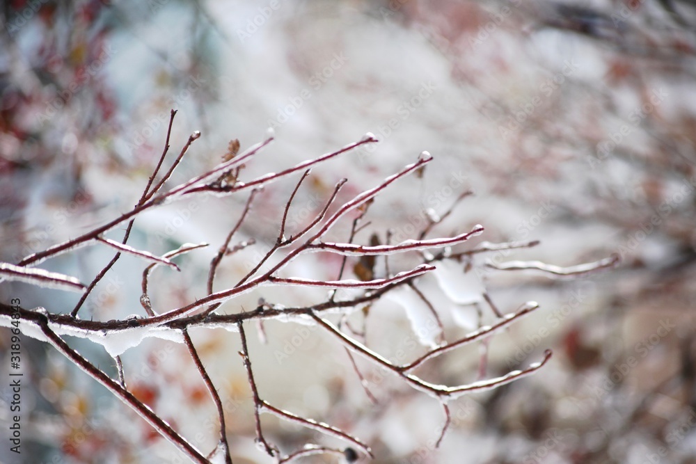 icy branch on a blurry winter background